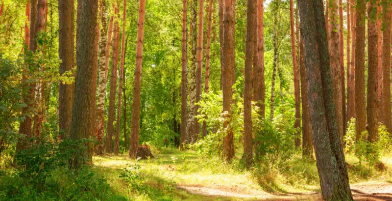 kellele-sobib-metsamaa-investeeringuna-768x395